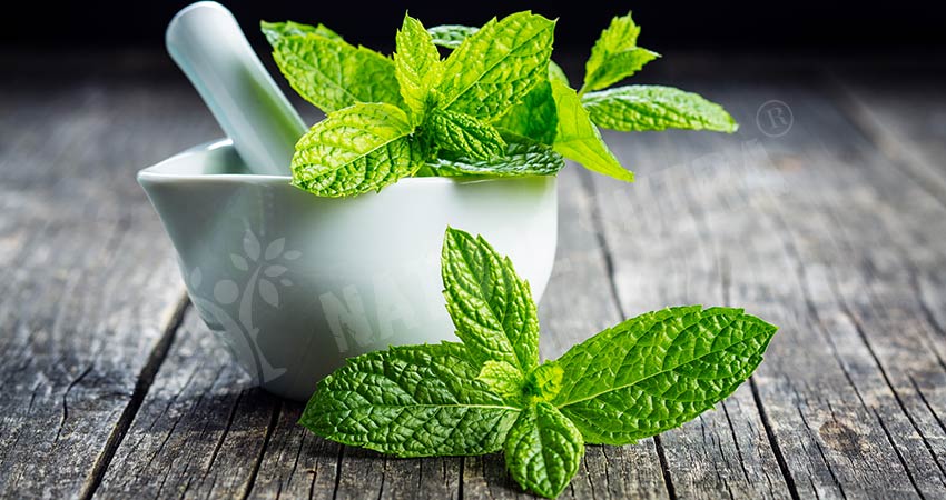 Nutritional Profile of Mint